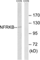 NFRKB Antibody - Western blot analysis of lysates from COS7 cells, using NFRKB Antibody. The lane on the right is blocked with the synthesized peptide.