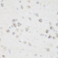 NFU1 Antibody - Immunohistochemistry of paraffin-embedded mouse brain tissue.