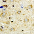 NFU1 Antibody - Immunohistochemical analysis of NFU1 staining in mouse brain formalin fixed paraffin embedded tissue section. The section was pre-treated using heat mediated antigen retrieval with sodium citrate buffer (pH 6.0). The section was then incubated with the antibody at room temperature and detected using an HRP conjugated compact polymer system. DAB was used as the chromogen. The section was then counterstained with hematoxylin and mounted with DPX.