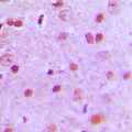 NFYA Antibody - Immunohistochemical analysis of NFYA staining in human brain formalin fixed paraffin embedded tissue section. The section was pre-treated using heat mediated antigen retrieval with sodium citrate buffer (pH 6.0). The section was then incubated with the antibody at room temperature and detected using an HRP conjugated compact polymer system. DAB was used as the chromogen. The section was then counterstained with hematoxylin and mounted with DPX.