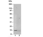 NGF Antibody - Western blot testing of NGF antibody and Lane 1: recombinant human protein 10ng; 2: 5ng