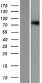 NHLRC2 Protein - Western validation with an anti-DDK antibody * L: Control HEK293 lysate R: Over-expression lysate