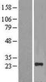 NICN1 Protein - Western validation with an anti-DDK antibody * L: Control HEK293 lysate R: Over-expression lysate