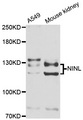 NINL Antibody - Western blot analysis of extracts of various cell lines.