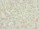 NINL Antibody - Immunohistochemistry of paraffin-embedded human adrenal gland tissue at dilution 1:100