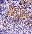 NIP3 / BNIP3 Antibody - Immunohistochemistry: BNIP3 Antibody - Analysis of BNIP3 in mouse kidney using DAB with hematoxylin counterstain.  This image was taken for the unconjugated form of this product. Other forms have not been tested.