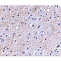 NIPSNAP1 Antibody - Immunohistochemical staining of human brain tissue using Nipsnap antibody at 2.5 µg/mL.