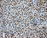 NIT1 Antibody - IHC of paraffin-embedded pancreas tissue using anti-NIT1 mouse monoclonal antibody. (Dilution 1:50).