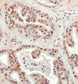 NIX / BNIP3L Antibody - Immunohistochemistry: BNIP3L Antibody - Analysis of BNIP3L in mouse prostate using DAB with hematoxylin counterstain.  This image was taken for the unconjugated form of this product. Other forms have not been tested.
