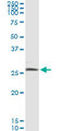 NIX / BNIP3L Antibody - Immunoprecipitation of BNIP3L transfected lysate using anti-BNIP3L monoclonal antibody and Protein A Magnetic Bead.