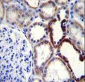 NKD2 Antibody - NKD2 Antibody immunohistochemistry of formalin-fixed and paraffin-embedded human kidney tissue followed by peroxidase-conjugated secondary antibody and DAB staining.