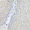 NKP30 Antibody - Immunohistochemistry of paraffin-embedded human esophagus.