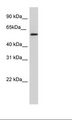 NKX1-1 Antibody - SP2/0 Cell Lysate.  This image was taken for the unconjugated form of this product. Other forms have not been tested.