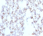 NKX2-1 / Thyroid-Specific TF Antibody - Formalin-fixed, paraffin-embedded rat lung stained with TTF1 antibody (NX2.1/690).  This image was taken for the unmodified form of this product. Other forms have not been tested.