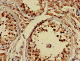 NLGN1 / Neuroligin 1 Antibody - Immunohistochemistry of paraffin-embedded human testis tissue at dilution of 1:100