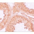NLRP9 Antibody - Immunohistochemistry of NOD6 in human testis tissue with NOD6 antibody at 10 µg/mL.