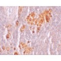 NLRX1 Antibody - Immunohistochemistry of NOD5 in rat spleen tissue with NOD5 antibody at 10 µg/mL.
