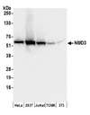 NMD3 Antibody - Detection of human and mouse NMD3 by western blot. Samples: Whole cell lysate (50 µg) from HeLa, HEK293T, Jurkat, mouse TCMK-1, and mouse NIH 3T3 cells prepared using NETN lysis buffer. Antibodies: Affinity purified rabbit anti-NMD3 antibody used for WB at 0.1 µg/ml. Detection: Chemiluminescence with an exposure time of 10 seconds.