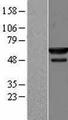 NMD3 Protein - Western validation with an anti-DDK antibody * L: Control HEK293 lysate R: Over-expression lysate