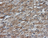 NME4 Antibody - IHC of paraffin-embedded liver tissue using anti-NME4 mouse monoclonal antibody. (Dilution 1:50).