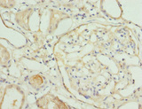 NMNAT1 / NMNAT Antibody - Immunohistochemistry of paraffin-embedded human kidney tissue at dilution 1:100