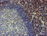 NMT2 Antibody - IHC of paraffin-embedded Human tonsil using anti-NMT2 mouse monoclonal antibody.