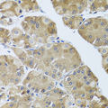 NMU / Neuromedin U Antibody - Immunohistochemistry of paraffin-embedded human stomach using NMU antibody at dilution of 1:100 (40x lens).
