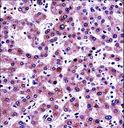 NNMT Antibody - NNMT Antibody immunohistochemistry of formalin-fixed and paraffin-embedded human liver tissue followed by peroxidase-conjugated secondary antibody and DAB staining.
