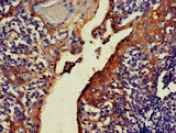 NOA1 / C4orf14 Antibody - Immunohistochemistry Dilution at 1:500 and staining in paraffin-embedded human tonsil tissue performed on a Leica BondTM system. After dewaxing and hydration, antigen retrieval was mediated by high pressure in a citrate buffer (pH 6.0). Section was blocked with 10% normal Goat serum 30min at RT. Then primary antibody (1% BSA) was incubated at 4°C overnight. The primary is detected by a biotinylated Secondary antibody and visualized using an HRP conjugated SP system.