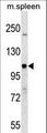 NOD1 Antibody - Mouse Nod1 Antibody western blot of mouse spleen tissue lysates (35 ug/lane). The Nod1 antibody detected the Nod1 protein (arrow).
