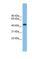 NODAL Antibody - NODAL antibody Western blot of THP-1 cell lysate. This image was taken for the unconjugated form of this product. Other forms have not been tested.