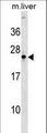 NOG / Noggin Antibody - NOG Antibody western blot of mouse liver tissue lysates (35 ug/lane). The NOG antibody detected the NOG protein (arrow).