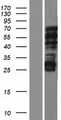 NOL4L Protein - Western validation with an anti-DDK antibody * L: Control HEK293 lysate R: Over-expression lysate