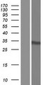 NOL7 / RARG-1 Protein - Western validation with an anti-DDK antibody * L: Control HEK293 lysate R: Over-expression lysate