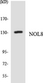 NOL8 Antibody - Western blot analysis of the lysates from HepG2 cells using NOL8 antibody.