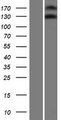 NOMO3 Protein - Western validation with an anti-DDK antibody * L: Control HEK293 lysate R: Over-expression lysate