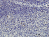 NOP16 Antibody - Immunoperoxidase of monoclonal antibody to HSPC111 on formalin-fixed paraffin-embedded human tonsil. [antibody concentration 3 ug/ml]