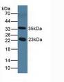 NOS1AP / CAPON Antibody - Western Blot; Sample: Mouse Serum.