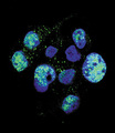 NOS3 / eNOS Antibody - Confocal immunofluorescence of Phospho-eNos-S1177 Antibody with HepG2 cell followed by Alexa Fluor 488-conjugated goat anti-rabbit lgG (green). DAPI was used to stain the cell nuclear (blue).
