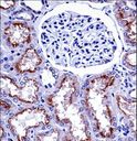 NOX4 Antibody - NOX4 Antibody immunohistochemistry of formalin-fixed and paraffin-embedded human kidney tissue followed by peroxidase-conjugated secondary antibody and DAB staining.