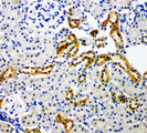 NOX4 Antibody - NOX4 antibody. IHC(P): Rat Kidney Tissue.