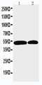 NOXA1 Antibody - WB of NOXA1 antibody. Lane 1: U87 Cell Lysate. Lane 2: HELA Cell Lysate.