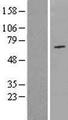 NPAS1 Protein - Western validation with an anti-DDK antibody * L: Control HEK293 lysate R: Over-expression lysate