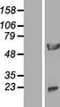 NPEPL1 Protein - Western validation with an anti-DDK antibody * L: Control HEK293 lysate R: Over-expression lysate