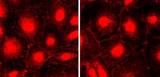 NPHS1 / Nephrin Antibody - Immunofluorescence of cultured mouse podocyte cells for nephrin