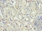 NPHS1 / Nephrin Antibody - Immunohistochemistry of paraffin-embedded human kidney using antibody at 1:100 dilution.  This image was taken for the unconjugated form of this product. Other forms have not been tested.