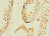 NPM2 Antibody - Immunohistochemistry of paraffin-embedded human testis tissue using NPM2 Antibody at dilution of 1:100
