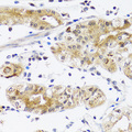 NPPA / ANP Antibody - Immunohistochemistry of paraffin-embedded human stomach using NPPA antibodyat dilution of 1:200 (40x lens).