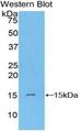 NPPB / BNP Antibody - Western blot of recombinant NPPB / BNP.  This image was taken for the unconjugated form of this product. Other forms have not been tested.