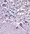 NPPC Antibody - NPPC Antibody immunohistochemistry of formalin-fixed and paraffin-embedded human cerebellum tissue followed by peroxidase-conjugated secondary antibody and DAB staining.